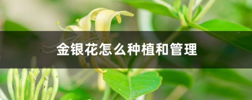 金银花怎么种植和管理，株距多少合适