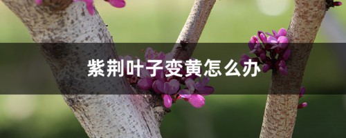 紫荆叶子变黄怎么办