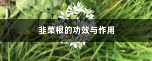 韭菜根的功效与作用